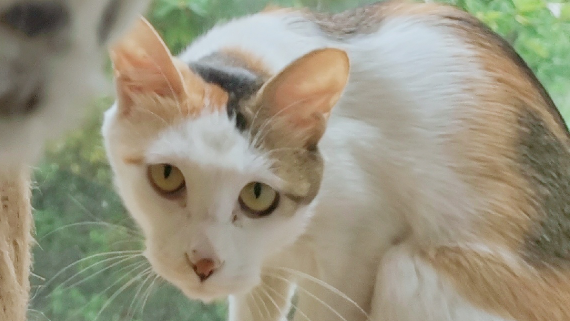 【老板家的猫】四只猫的沙雕日常